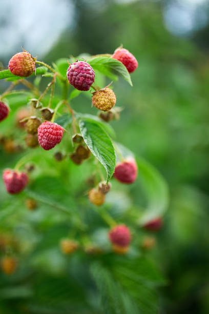 istock Ripe red raspberry in the fruit garden, raspberry bushes 1312464486