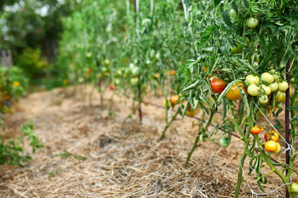 istock Ripe tomatoes in garden, fresh red vegetable hanging on branch 1312464500