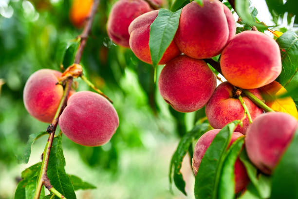 frutti di pesca dolci che crescono su un ramo di pesco - orchard fruit vegetable tree foto e immagini stock