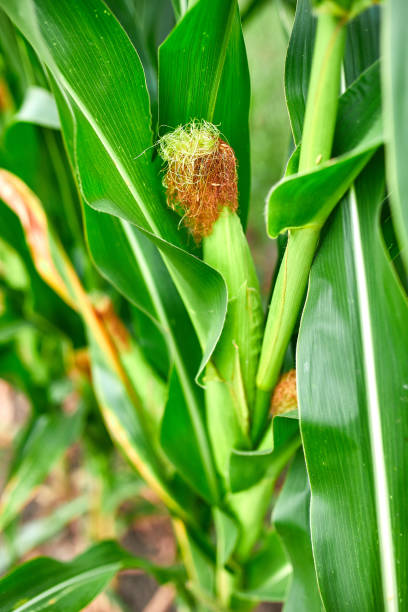 istock Corn field on crop plant for harvesting, auutmn 1312464511