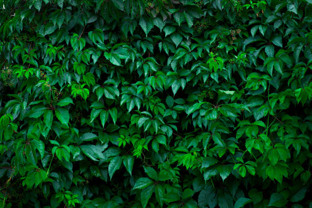 istock Wall of wet decorative ivy maiden grape as plant background 1312464603