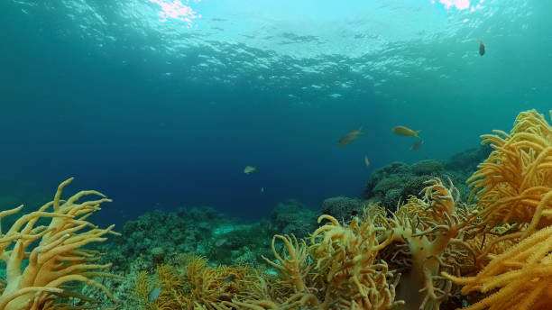 istock Coral reef and tropical fish underwater. Philippines 1312464673