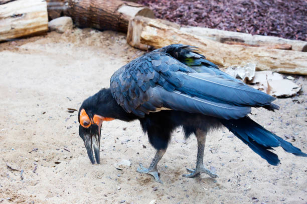 Raven It is the largest species of the rhinoceros bird family. The plumage color is black. Males have bare patches of bright red skin around the eyes and on the throat. In young birds, areas of bare skin are colored gray-brown. The main range is South Africa. big blue crane stock pictures, royalty-free photos & images