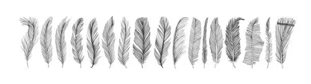 Vector illustration of Hand drawn black fluffy feathers.