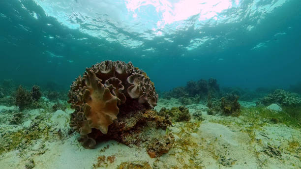 istock Coral reef and tropical fish underwater. Philippines 1312468145