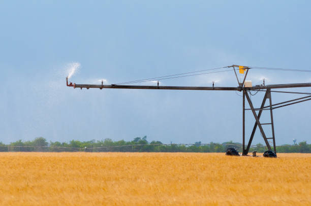 istock Irrigation system watering agricultural fields of wheat in summer 1312468216