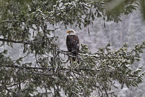 Horizontal format of perched bald eagle in snow storm at Lake Coeur d'Alene, second largest lake in northern Idaho in the American Pacific Northwest region.