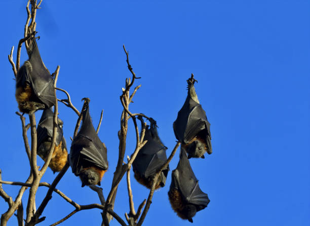 Flying fox bats at Yarra Bend Park Rookery near Melbourne