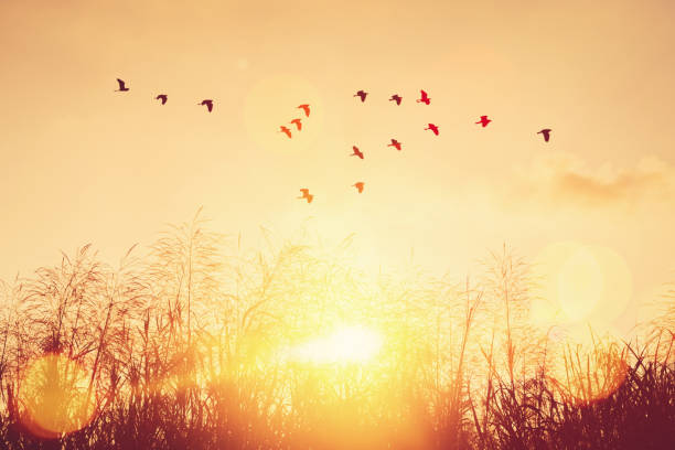 istock Birds flying and grass flower on sunset sky and cloud abstract background. 1312470709