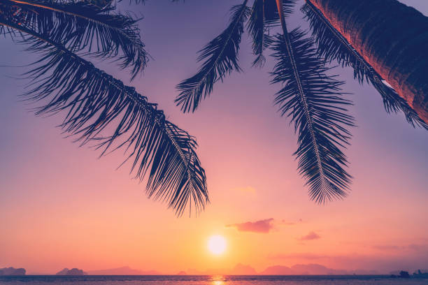 istock Palm tree at tropical beach on sunset sky abstract background. Summer vacation and nature travel adventure concept. 1312470714