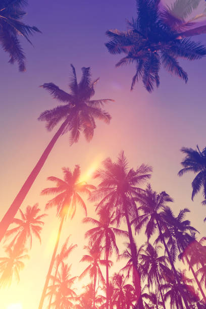 istock Tropical palm tree with sun light on sunset sky and cloud with colorful bokeh abstract background. 1312470723