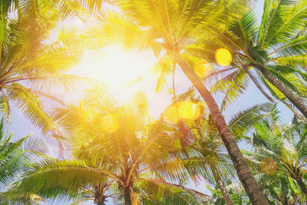 istock Tropical palm tree with sun light on sunset sky and cloud with colorful bokeh abstract background. 1312470728