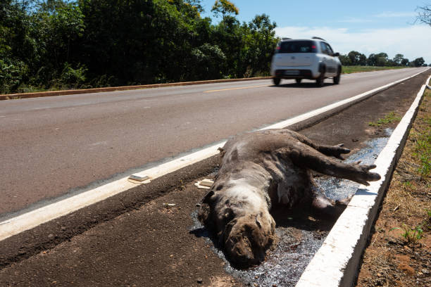 Sad scene of dead South American tapir, Tapirus terrestris, run over, killed by vehicle on the road. Wild animal roadkill in the amazon rainforest, Brazil. Concept of ecology, environment, nature. Sad scene of dead South American tapir, Tapirus terrestris, run over, killed by vehicle on the road. Wild animal roadkill in the amazon rainforest, Brazil. Concept of ecology, environment, nature. tapirus terrestris stock pictures, royalty-free photos & images