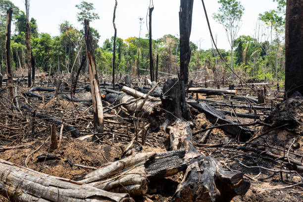 istock Amazon rainforest illegal deforestation landscape view of trees cut and burned to make land for agriculture and cattle pasture in Para, Brazil. Concept of ecology, environment, global warming. 1312471291
