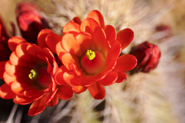 istock Hedgehog cactus flowers are a spring desert delight 1312471937