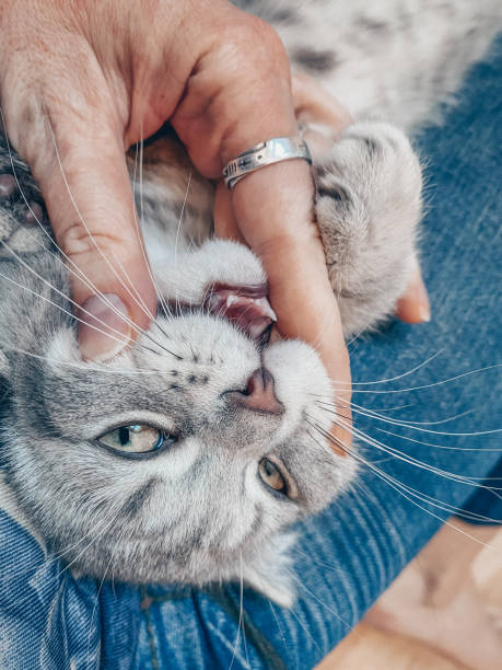 istock Cute Scottish cat, three month old kitten 1312472054