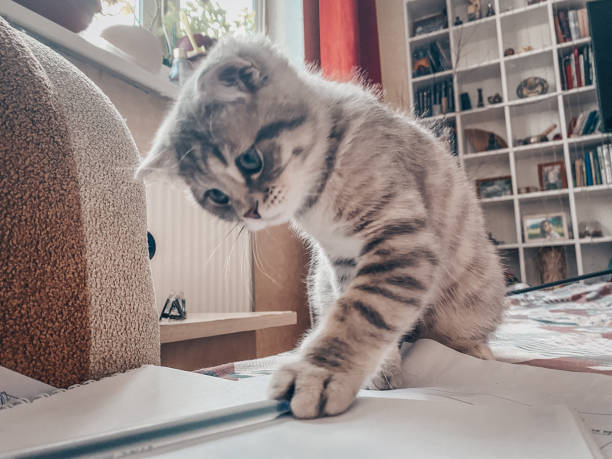 istock Cute Scottish cat, three month old kitten 1312472153