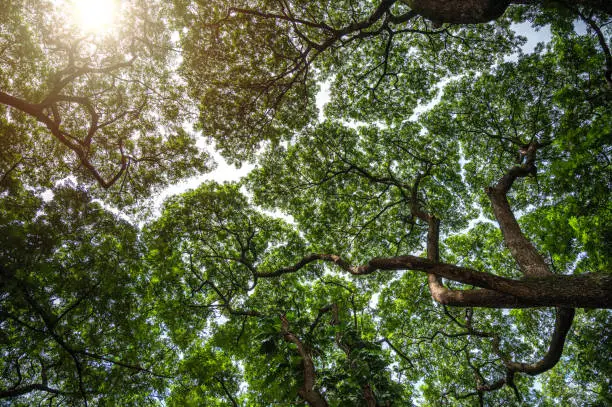 Photo of Branches of big green trees and sunlight from under the tree. Crown shyness phonomenon, tree crowns do not touch each other