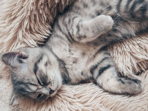 istock Cute Scottish cat, three month old kitten 1312472181