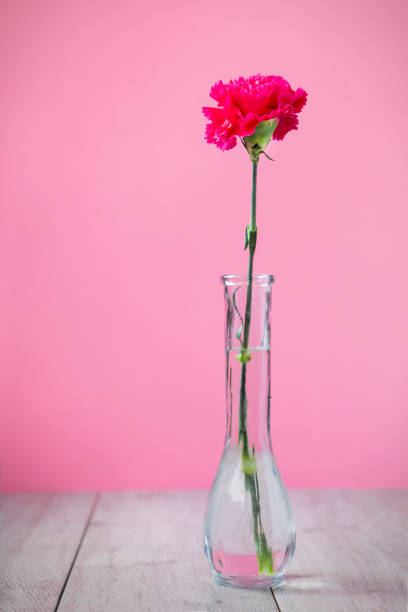 istock Pink Carnation in Vase 1312472253
