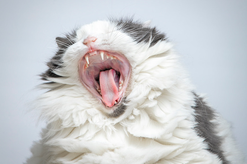 A close up of a cat yawning with her mouth wide open.