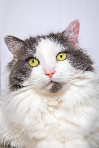 Cute white gray Persian cat comfortably sitting in on owner lap hands, happy fluffy pet comfortably being hugged with gently and love feeling by owner. Adorable long hair kitty with woman at home.