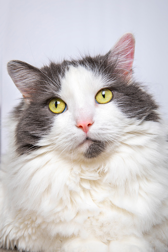 A portrait of a beautiful white and gray long hair cat.