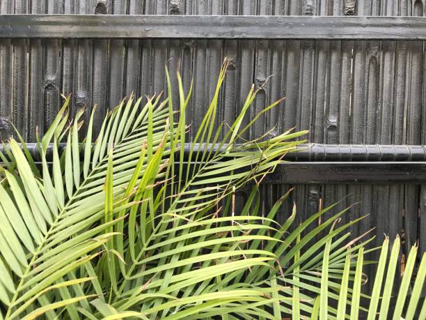 istock Plant leaf against the bamboo wood wall 1312472538