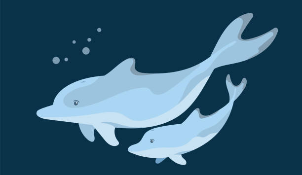 istock Two dolphins, a parent and a child swim underwater while in motion. A graphic element of summer or marine design. Vector illustration in cartoon style. Isolated object on a dark background. 1312472547