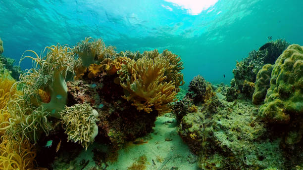 istock Coral reef and tropical fish. Philippines 1312474650