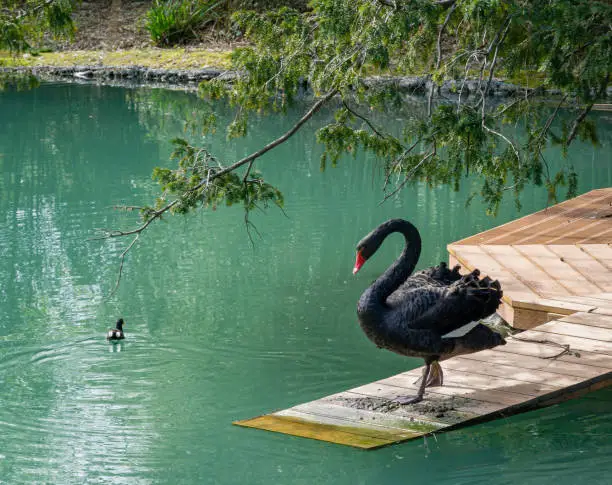 Beautiful black swan Cygnus Atratus descends on wooden deck into emerald water.  Pond called Big Lake with Swan Island. Sunny spring day in Arboretum Park Southern Cultures in Sirius (Adler) Sochi.