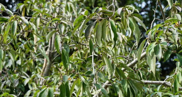 Evergreen leaves and fruit on Bentham's Cornel (Cornus capitata) or Himalayan Evergreen Dogwood Tree. Close-up of Himalayan strawberry-tree branch in Arboretum Park Southern Cultures in Sirius (Adler)