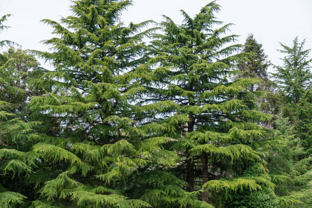 Himalayan cedar trees (Cedrus Deodara, Deodar) in spring day in Arboretum Park Southern Cultures in Sirius (Adler) Sochi. Himalayan cedar trees (Cedrus Deodara, Deodar) in spring day in Arboretum Park Southern Cultures in Sirius (Adler) Sochi. cedrus deodara stock pictures, royalty-free photos & images