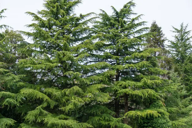 Himalayan cedar trees (Cedrus Deodara, Deodar) in spring day in Arboretum Park Southern Cultures in Sirius (Adler) Sochi.
