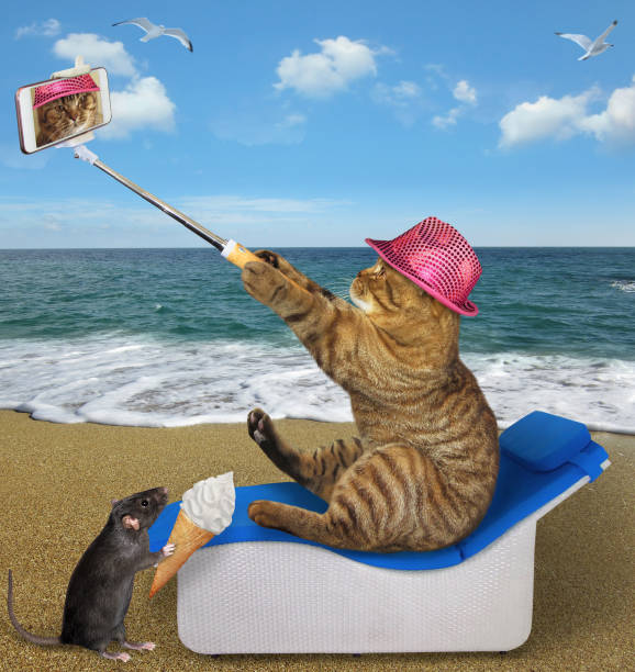 istock Cat on sun lounger takes selfie 1312475024