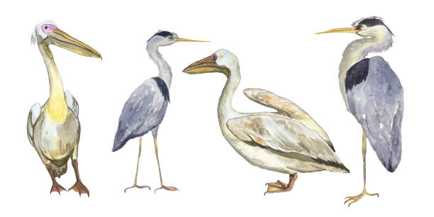 istock Set of herons and pelicans bird isolated on white background. Watercolor hand drawing illustration of wild birds. Grey heron and Pelecanus rufescens. Clip art. 1312475331