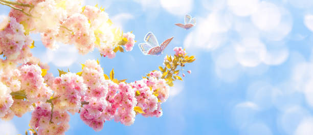 istock Beautiful sakura flower blooming tree, butterflies on light sky background. Shallow depth. Soft pastel pink toned. Spring nature. Springtime cherry blossom panorama. Copy space banner. 1312476056