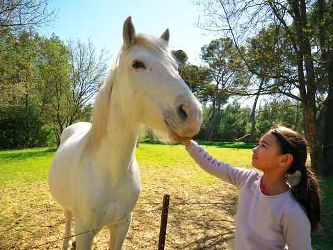A young girl petting a white horse over a fence in a green field next to some trees