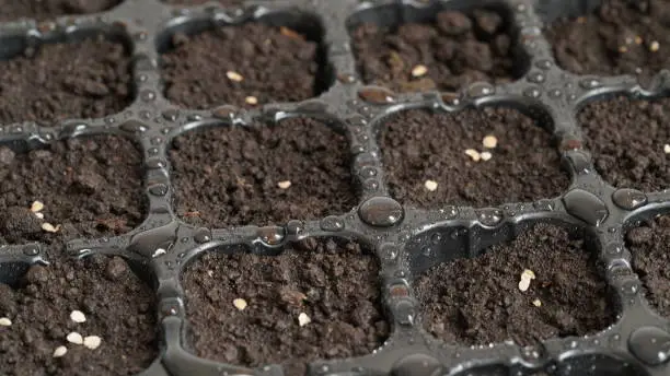 Planting seedlings at home,close-up container for seedlings with plant seeds and water drops.Organic farm,Seeding of hydroponic plant in nursery plant.Selective focus.Seasonal planting of garden,farm