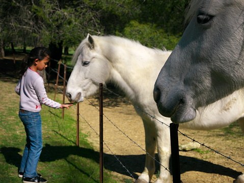 Photo of a young girl from France feeding a beautiful white horse in a green field next to some trees