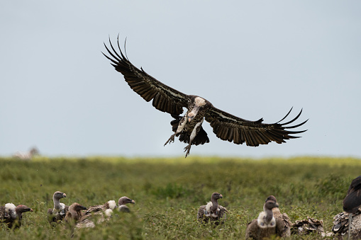 This landing vulture image was taking in the wild plain of Tanzania