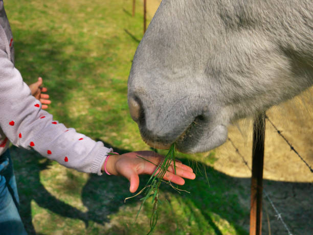 철조망 울타리 옆에 하얀 말에게 잔디를 먹이는 어린 소녀의 손 클로즈업 - horse child animal feeding 뉴스 사진 이미지