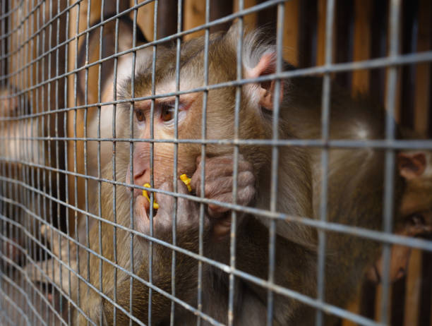 istock portrait of a sad monkey in a cage 1312477627