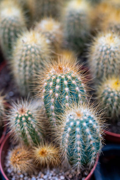 istock Botanical collection, different succulent prickly cactussen plants in garden shop 1312477783