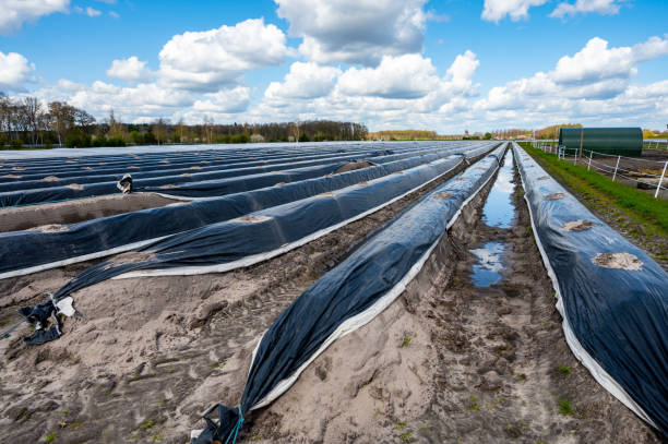 istock Agriculture in Netherlands, spring white asparagus fields covered with plastic film, landscape photo 1312477839