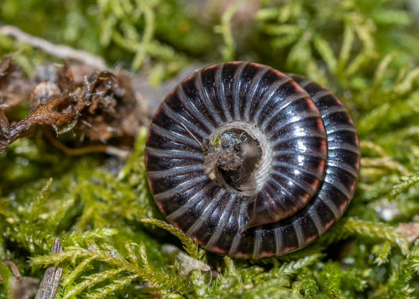 istock Julidae Millipedes close up macro 1312480530
