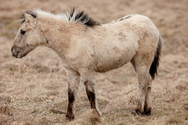 istock Wild horse, polish horse 1312480568