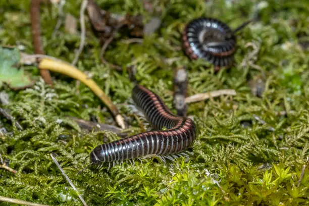 Julidae Millipedes close up macro detail on green moss