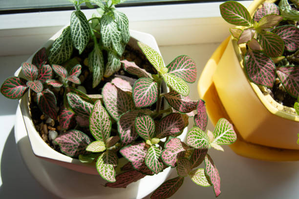 istock Indoor plants on a windowsill on a spring day 1312481683