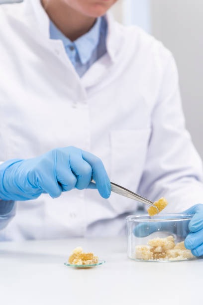 istock Hands working with terpene CBD crystals in laboratory with tweezers 1312482483